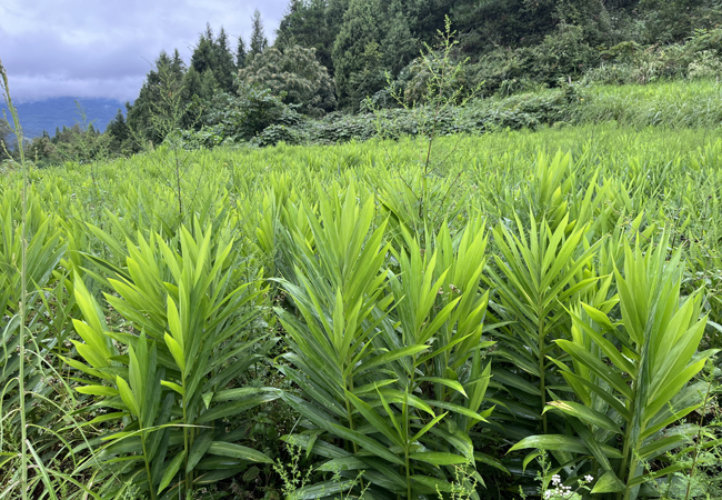 珊瑚姜油